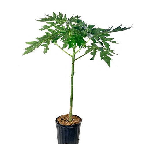 PAPAYA AREQUIPEÑA H25 CM APROX. / BOL