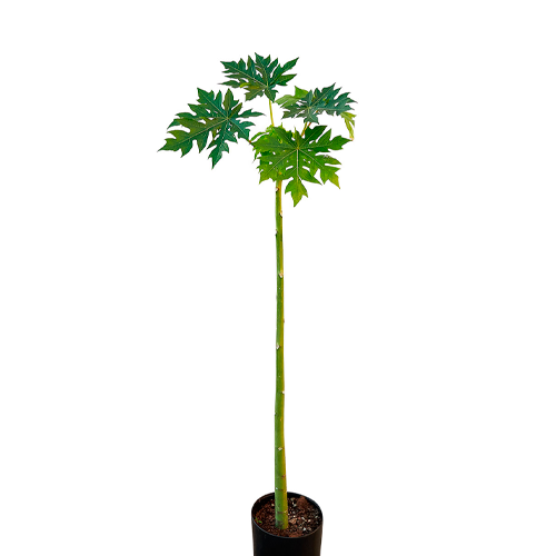 PAPAYA NORTEÑA H50 CM APROX. / BOL