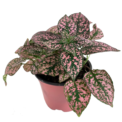 PECOSA H 25 CM APROX. / BOL