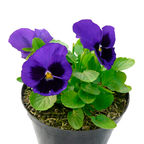 PENSAMIENTO PYANCHI H25 CM APROX. / MACETA VIERDES COLGANTE Ø26 X H17 CM