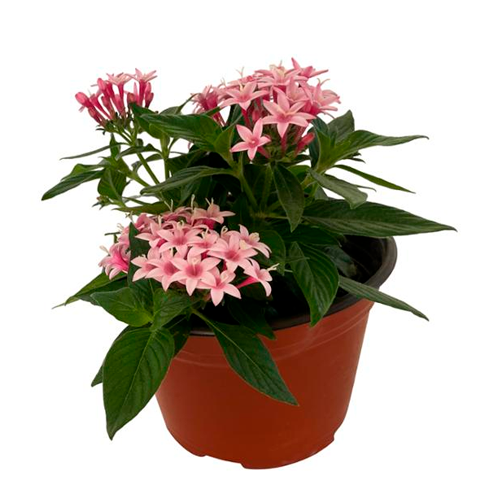 PENTA H25 CM APROX. / BOL