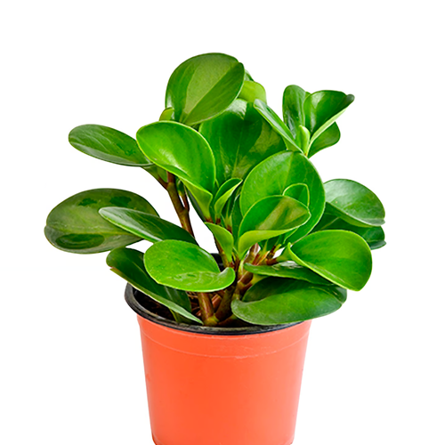 PEPERONIA VERDE H25 CM APROX / M - PLA