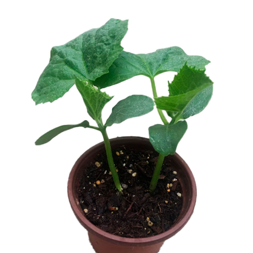 PEPINO H25 CM APROX. / BOL