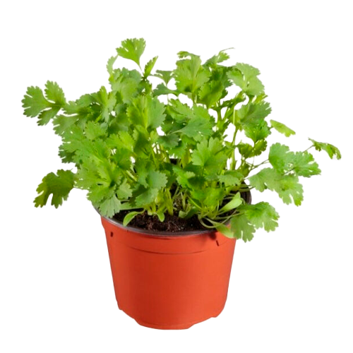 PEREJIL H25 CM APROX. / BOL