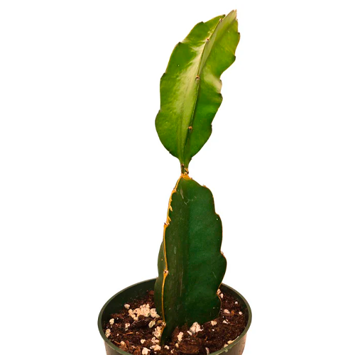 PITAHAYA H50 CM APROX. / BOL