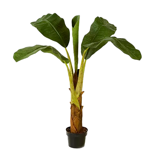 PLATANO H100 CM APROX. / BOL