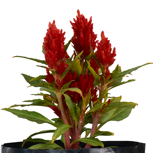 PLUMILLA H25 CM APROX. / BOL