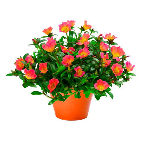 PORTULACA H25 CM APROX. / BOL