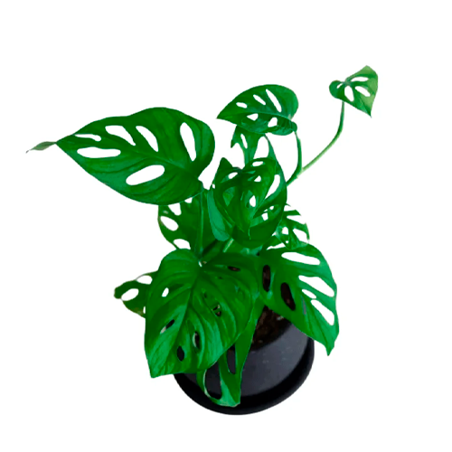 PULMON DE GATO H25 CM APROX. / BOL