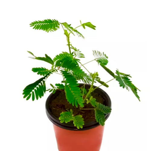 RESENTIDA H25 CM APROX. / BOL