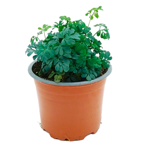 RUDA AQP H25 CM APROX. / BOL