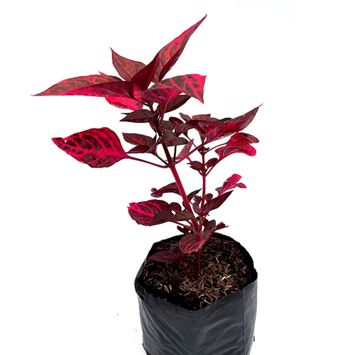 SANGUINARIA GIGANTE H25 CM APROX. / BOL