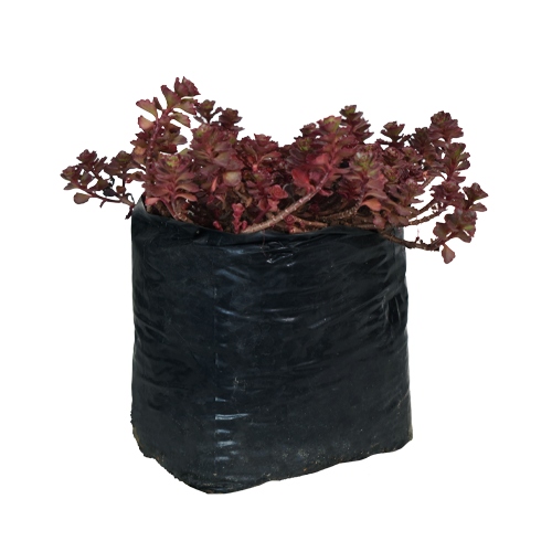 SEDUM ROJO, VERDE H25 CM APROX. / BOL