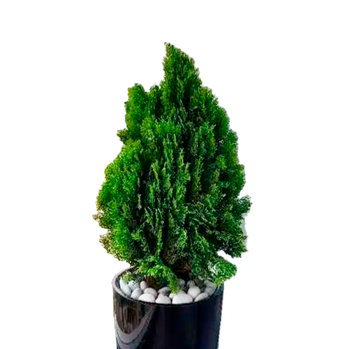 THUJA H15 CM APROX. / BOL