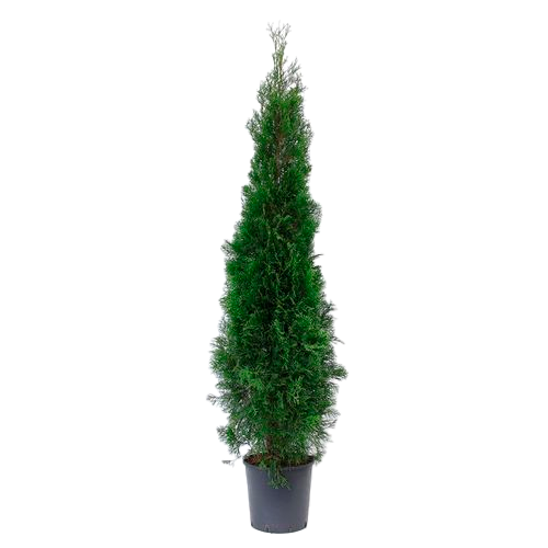 THUJA H150 CM APROX. / BOL