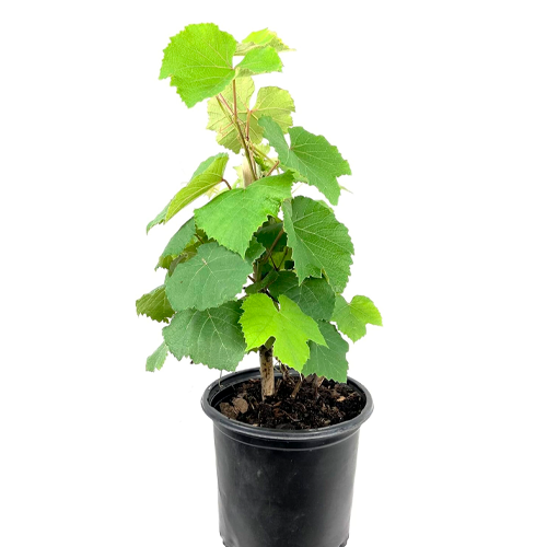 UVA ITALIA H50 CM APROX. / BOL