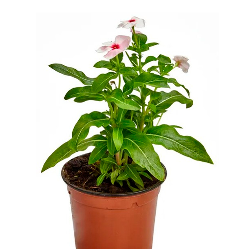 VINCA (CHAVELA) H25 CM APROX. / BOL