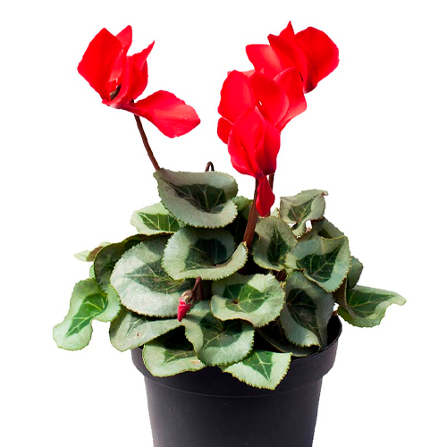 VIOLETA DE LOS ALPES H25 CM APROX. / M - PLA #1