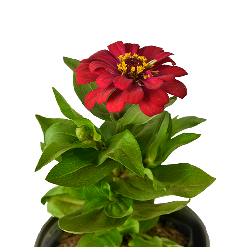ZINNIA LIMA H25 CM APROX. / BOL