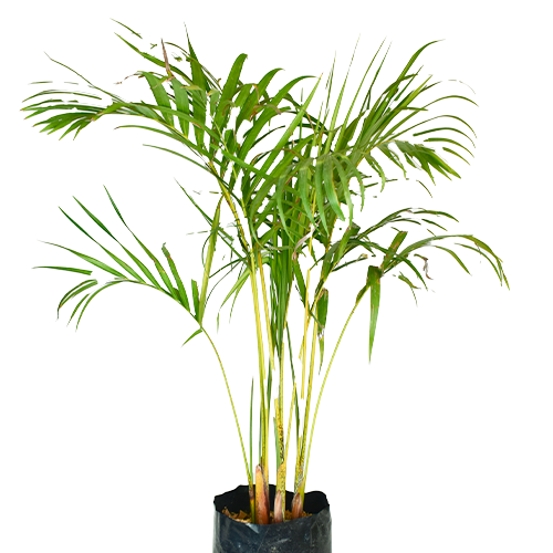 PALMERA HAWAIANA H125 CM APROX. / BOL