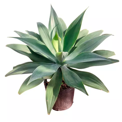 AGAVE DEL DRAGON H50 CM APROX. / M - PLA