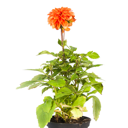 DALIA GIGANTE H100 CM APROX. / BOL