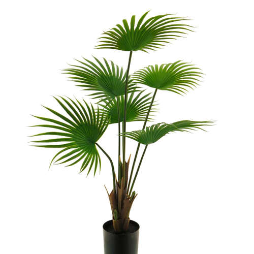 PALMERA WASHINGTONIA H100 CM APROX/ BOL