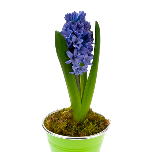 JACINTO DE FLOR H25 CM APROX. / BOL