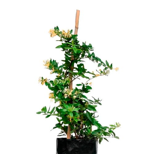 MADRESELVA H25 CM APROX. / BOL