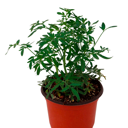 RUDA LIMA H25 CM APROX. / BOL