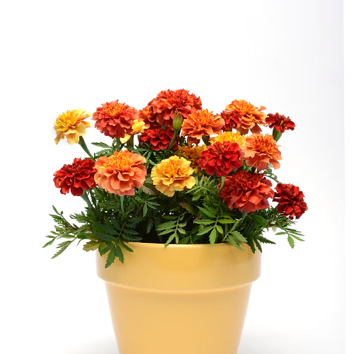 GODETIA H50 CM APROX. / BOL