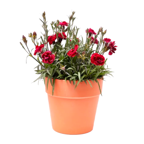 CLAVELINA MIXTA LIMA H25 CM / APROX.