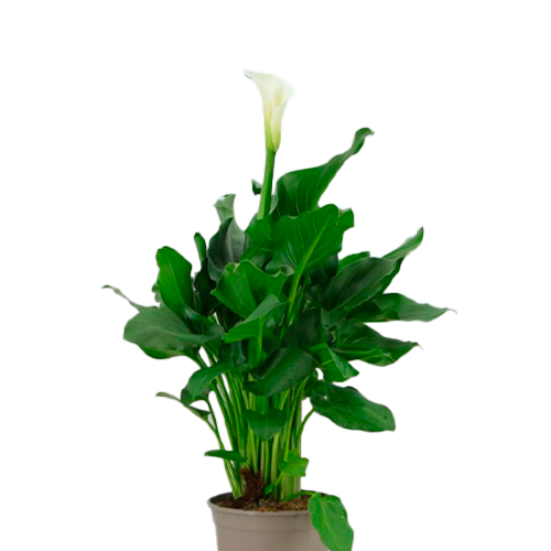 CALA BLANCA H50 CM APROX. / BOL