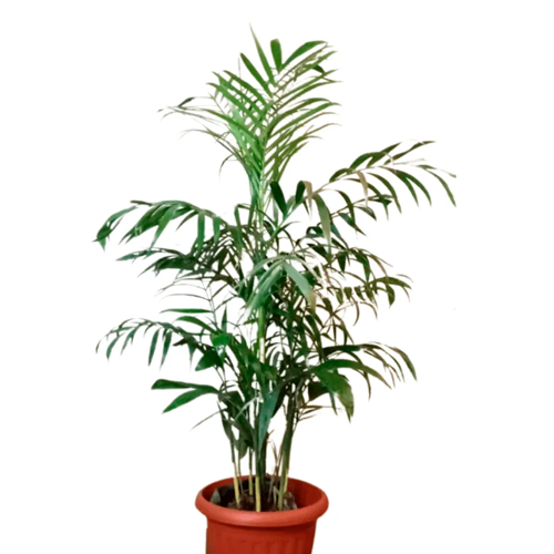 PALMERA BAMBU ORIGINAL H25 CM APROX. / BOL