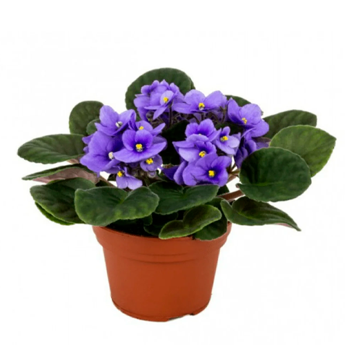 VIOLETA AFRICANA H25 CM APROX. / M - PLA