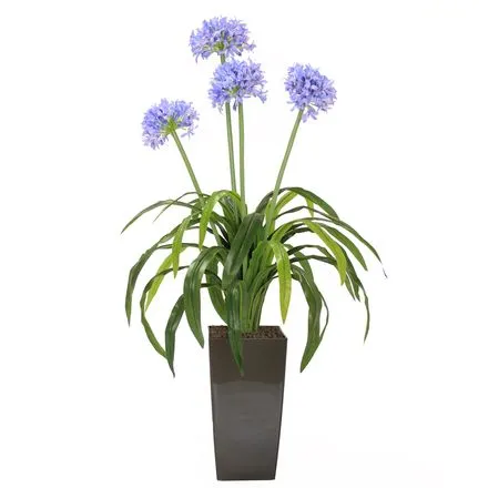 AGAPANTHUS H50 CM APROX. / BOL