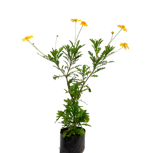 MARGARITA AMARILLA LIMA H25 CM APROX. / BOL