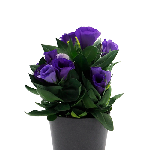 LISIANTUS H25 CM APROX. / BOL