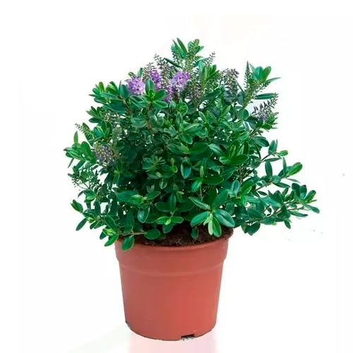 VERONICA H25 CM APROX. / BOL