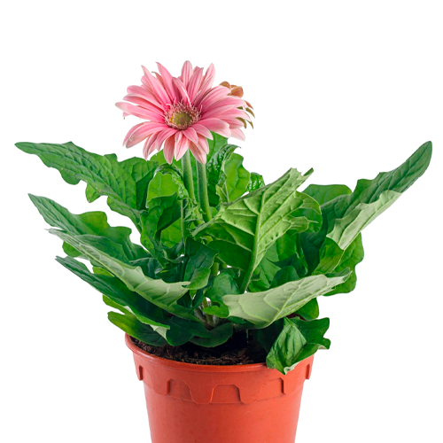 GERBERA LIMA H25 CM APROX. / BOL