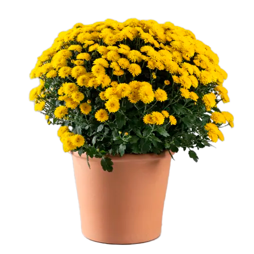 POMPONES AMARILLOS H25 CM APROX. / BOL