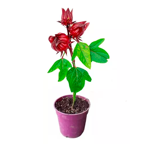 FLOR DE JAMAICA H25 CM APROX. / BOL