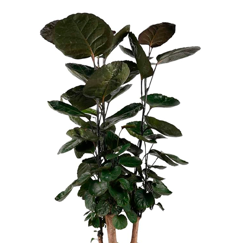 ARALIA NEGRA H25 CM APROX. / BOL