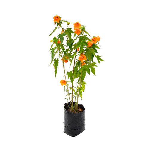 ABUTILON H25 CM APROX. / BOL