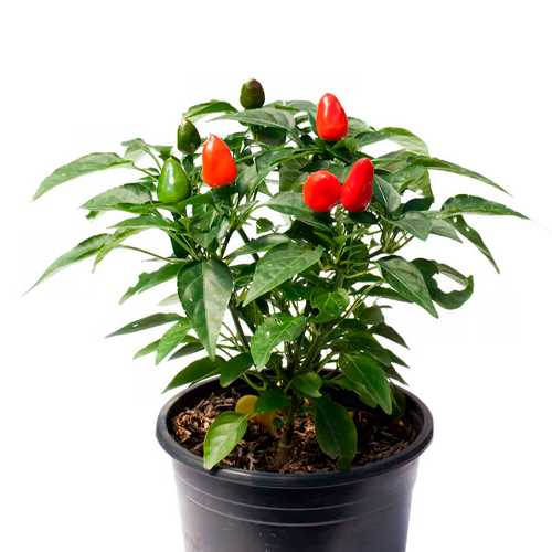 CHINCHUCHO AQP H25 CM APROX. / BOL