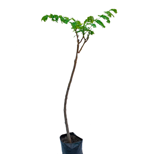 PONCIANA H25 CM APROX. / BOL