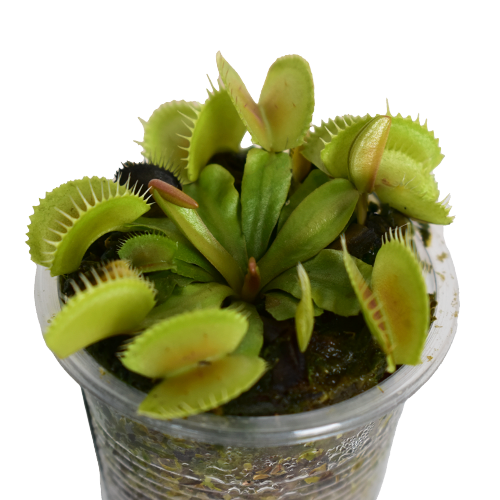 PLANTA CARNIVORA VENUS H25 CM APROX. / M - PLA