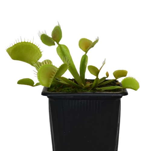 PLANTA CARNIVORA VENUS/SACCACENEA/ NEPHENTE H25 CM APROX. / M - PLA