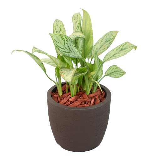  AGLAONEMA EN MACETA PREMIUM 25CM APROX
