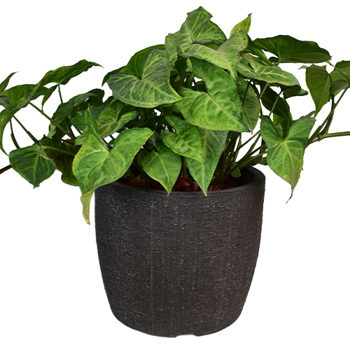  ALA DE ANGEL EN MACETA PREMIUM 25CM APROX